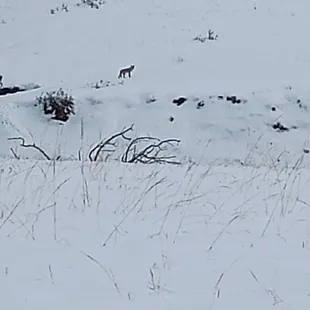 Coyote off in the distance