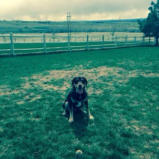 Great little dog park