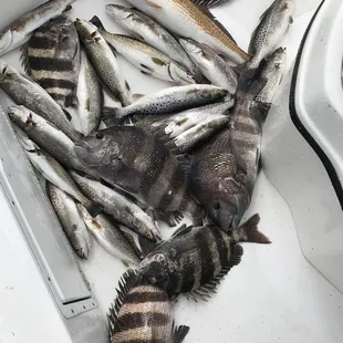 One of our less productive mornings...