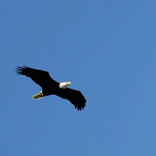 Bald Eagle