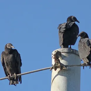 Black Vultures