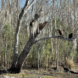 Bayou view