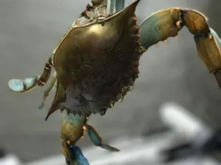 Kwk Crabs