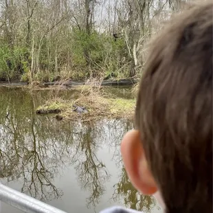 Alligator on the grass