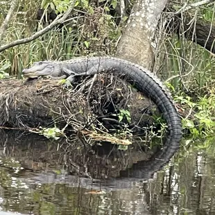Chillin' gator.