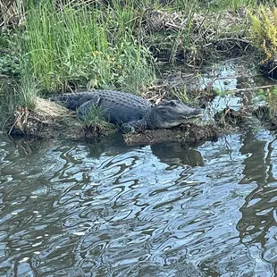 One of many scaly friends we saw on the ride