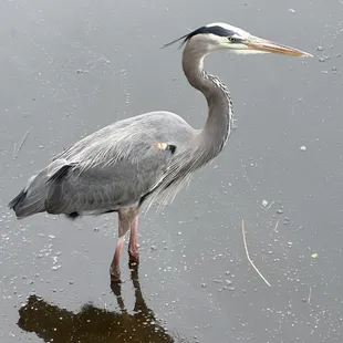 a heron standing in shallow water