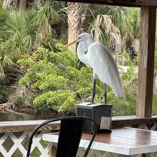 a white bird perched on a table