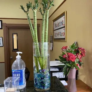 Beautiful bamboo and a beta fish