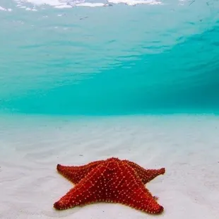 a starfish on the beach