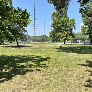Dog area