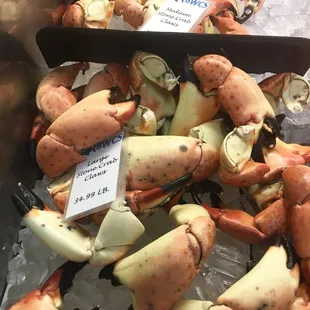 Stone Crabs