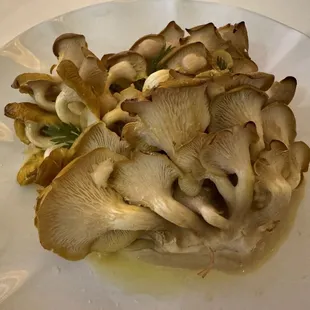 Oyster Mushroom " Sea Anemone