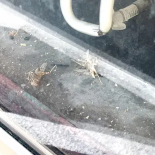 Filth &amp; dead bugs in the window just below their neon sign.