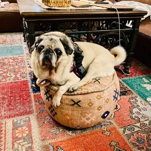 Penelope loves BB Cafe