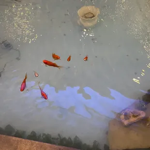 Koi pond