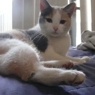 Mochiko C.