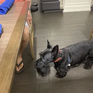 They are dog friendly even inside!