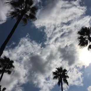 palm trees against a cloudy sky