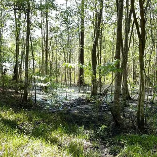 Park Wet Lands