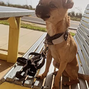 Mister beanz enjoying the outdoor patio and ocean air in his hair right before he enjoyed his complementary cooked egg