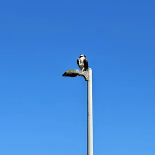 The Ospreys were gettin&apos; a free feed !