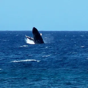 Picture from beach during whale migration season, Nov-April