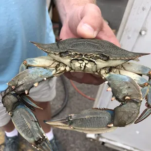  man holding a crab