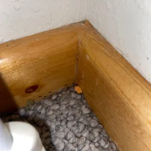 Ants from improper cleaning