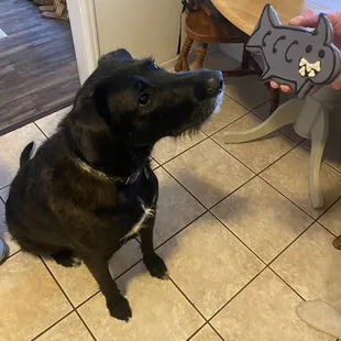 Shark dog cookie!