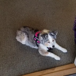 6/22/20 The mighty Bebop  lays perfectly still and says  "piss off."