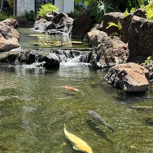 Koi pond