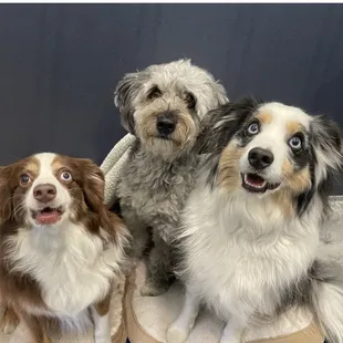 Patiently waiting for their bedtime treat