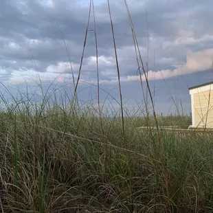 Beachside Bistro - dune view