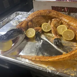 Gator