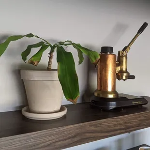 a coffee maker and a potted plant