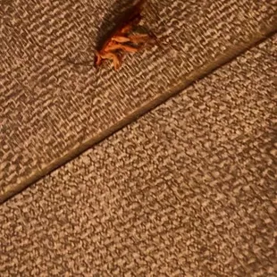 Cockroaches in the bathroom and it's a big fucking cockroach in the employee not surprised that it's in there to avoid this dump