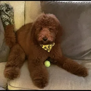 My puppy Presley is always treated with such love .