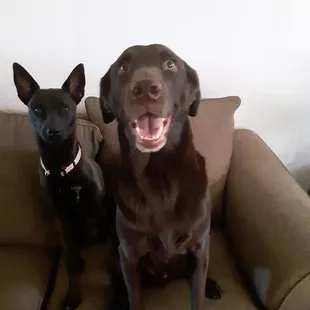 Bud, 6 months after going to PAWS!