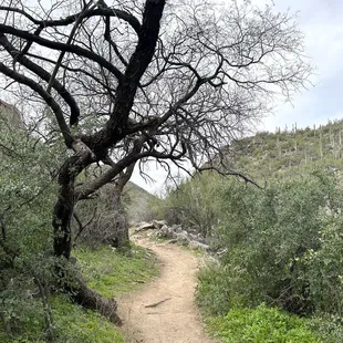 Seven Falls Trail