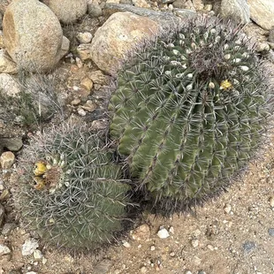 Prickly Pear Cactus