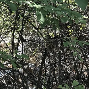 On the hike to 7 Falls - saw this little guy in his nest!