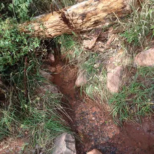 @bigmovie // Bear Creek Canyon Park