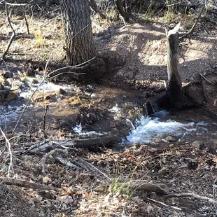 Bear Creek
