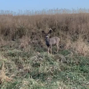 Deers all around