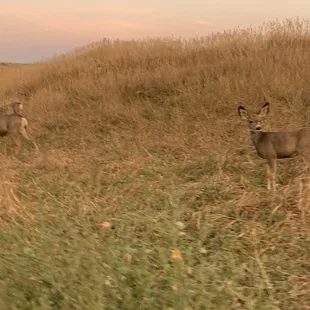 Deer!