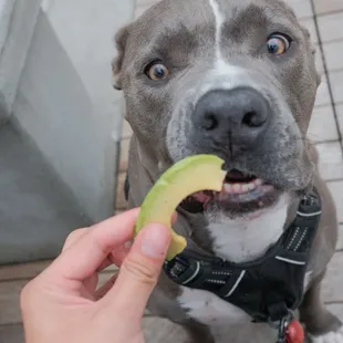 fresh avacado