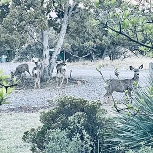 Deer from the porch!