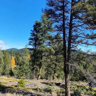 Pine Forest