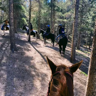 Horse back riding in the pine  forest